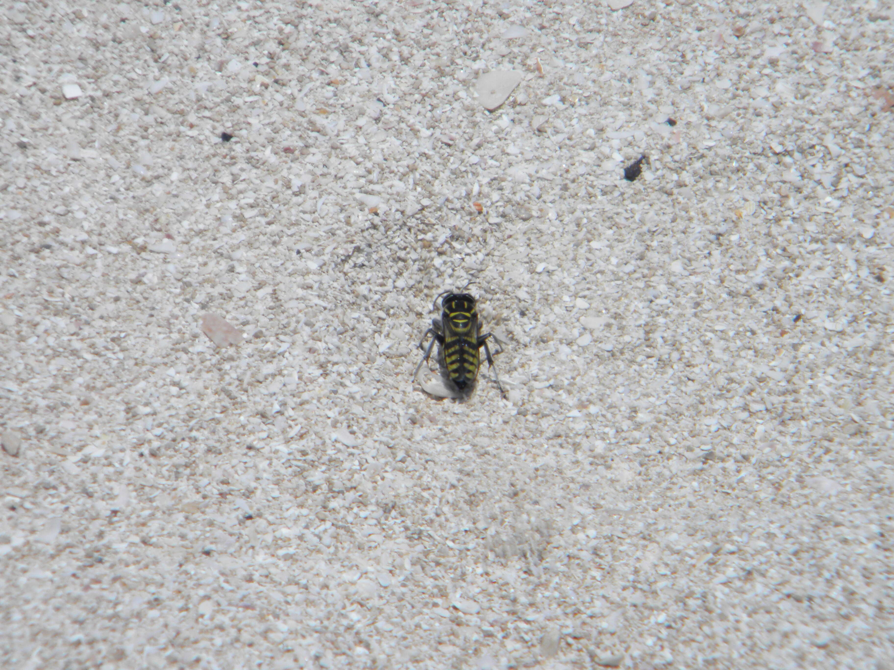 Image of Sand Wasps