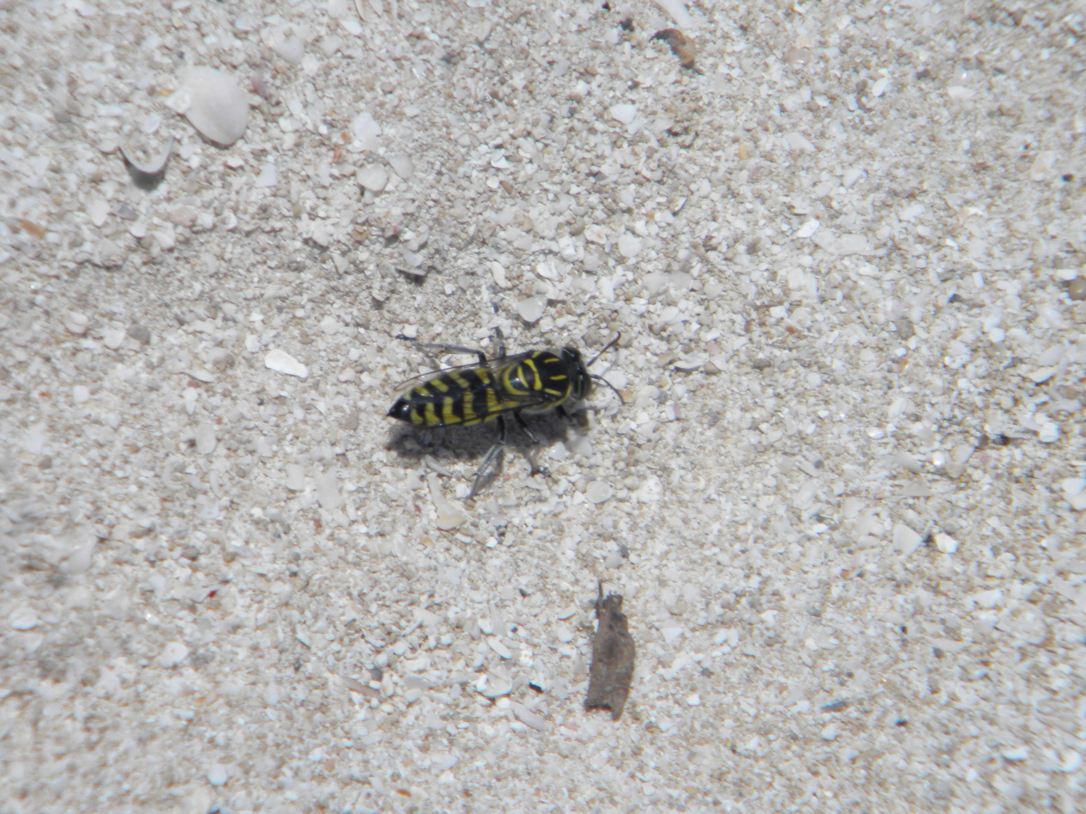 Image of Sand Wasps