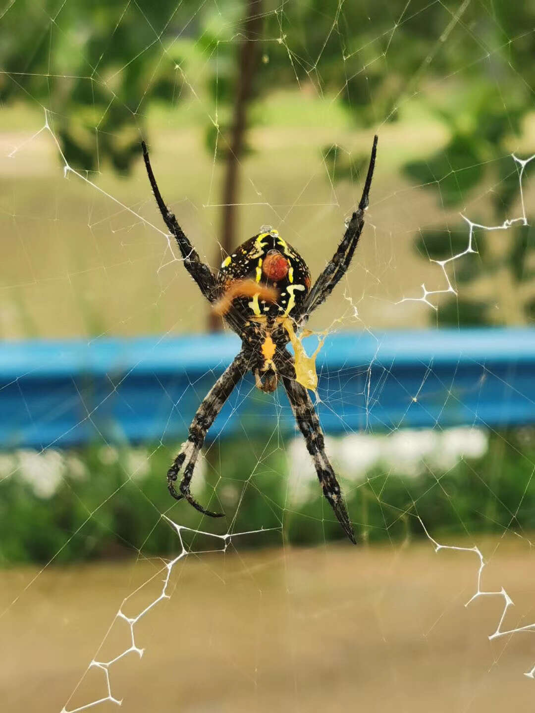 Image of Argiope amoena L. Koch 1878