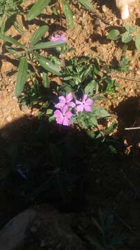 Image of McAllister's phlox