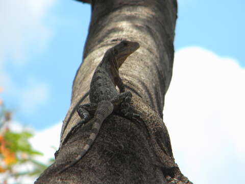 Image of Ctenosaura