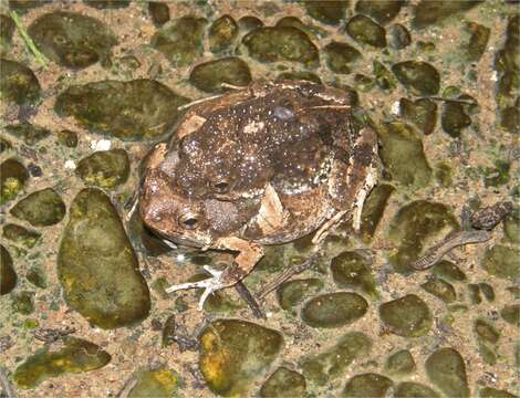 Image of Tungara Frog