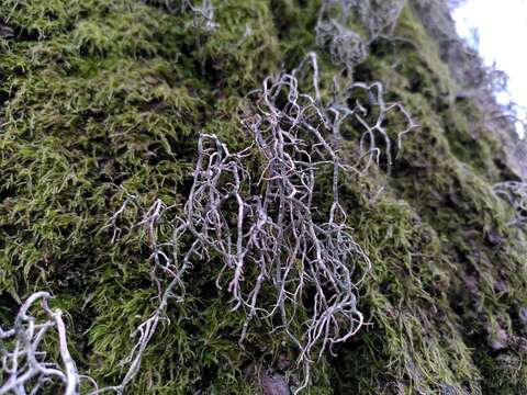 Image of Warty Beard Lichen