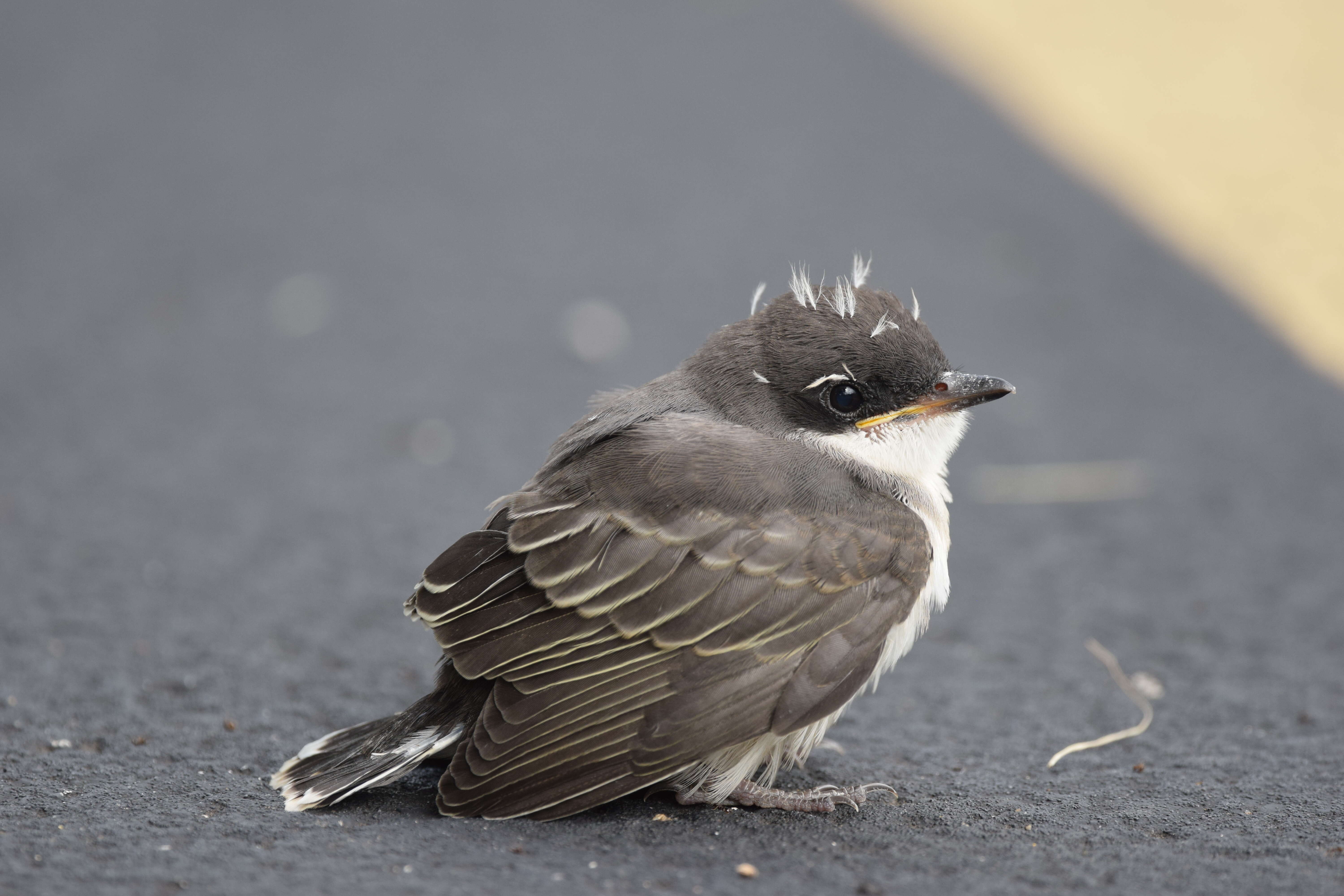 Image of Eastern Kingbird