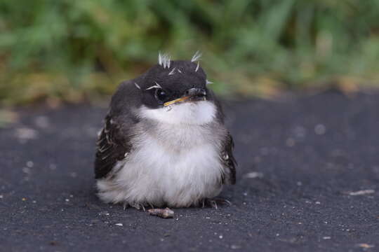 Image of Eastern Kingbird