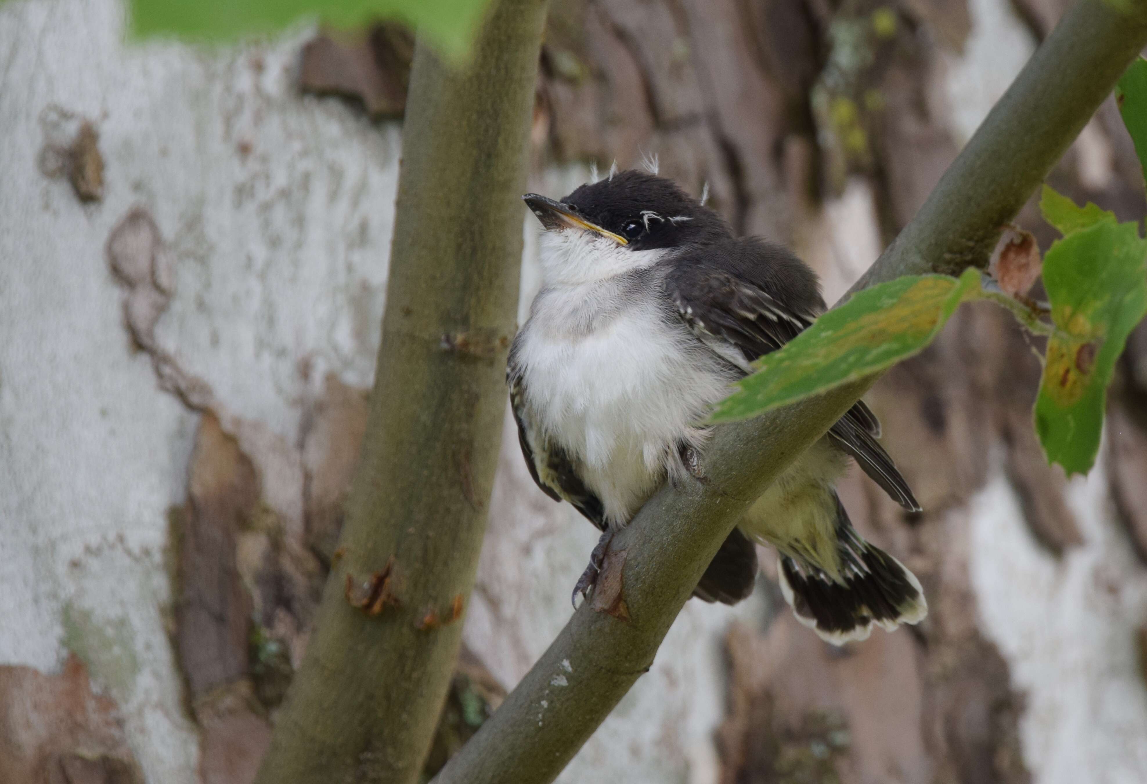 Image of Eastern Kingbird