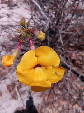 Imagem de Uncarina peltata (Baker) Stapf