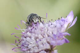 Image of Coelioxys afra Lepeletier 1841