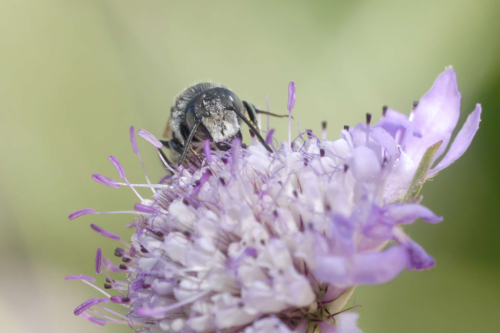 Imagem de Coelioxys afra Lepeletier 1841