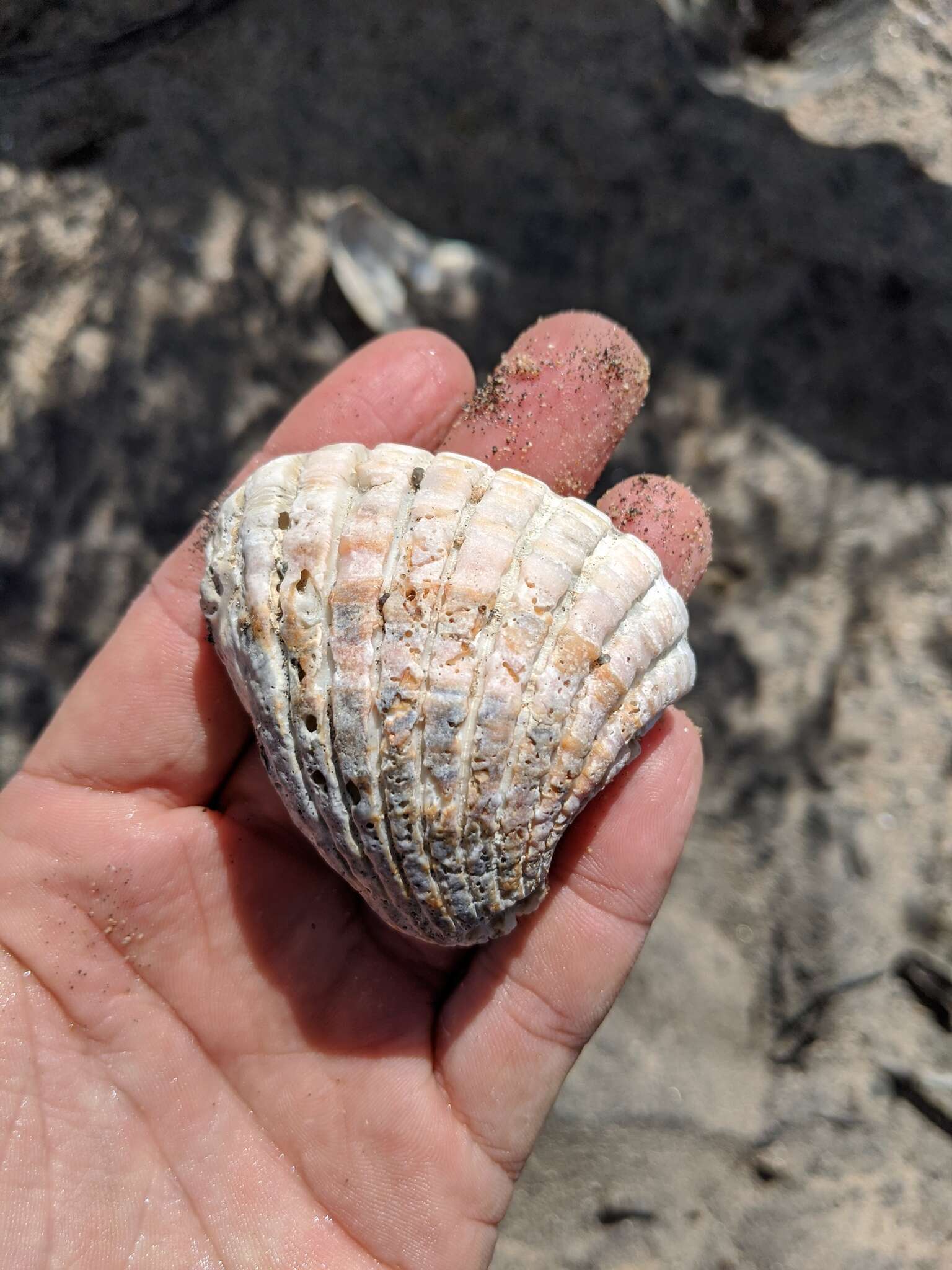 Image of Cardites crassicostatus (G. B. Sowerby I 1825)