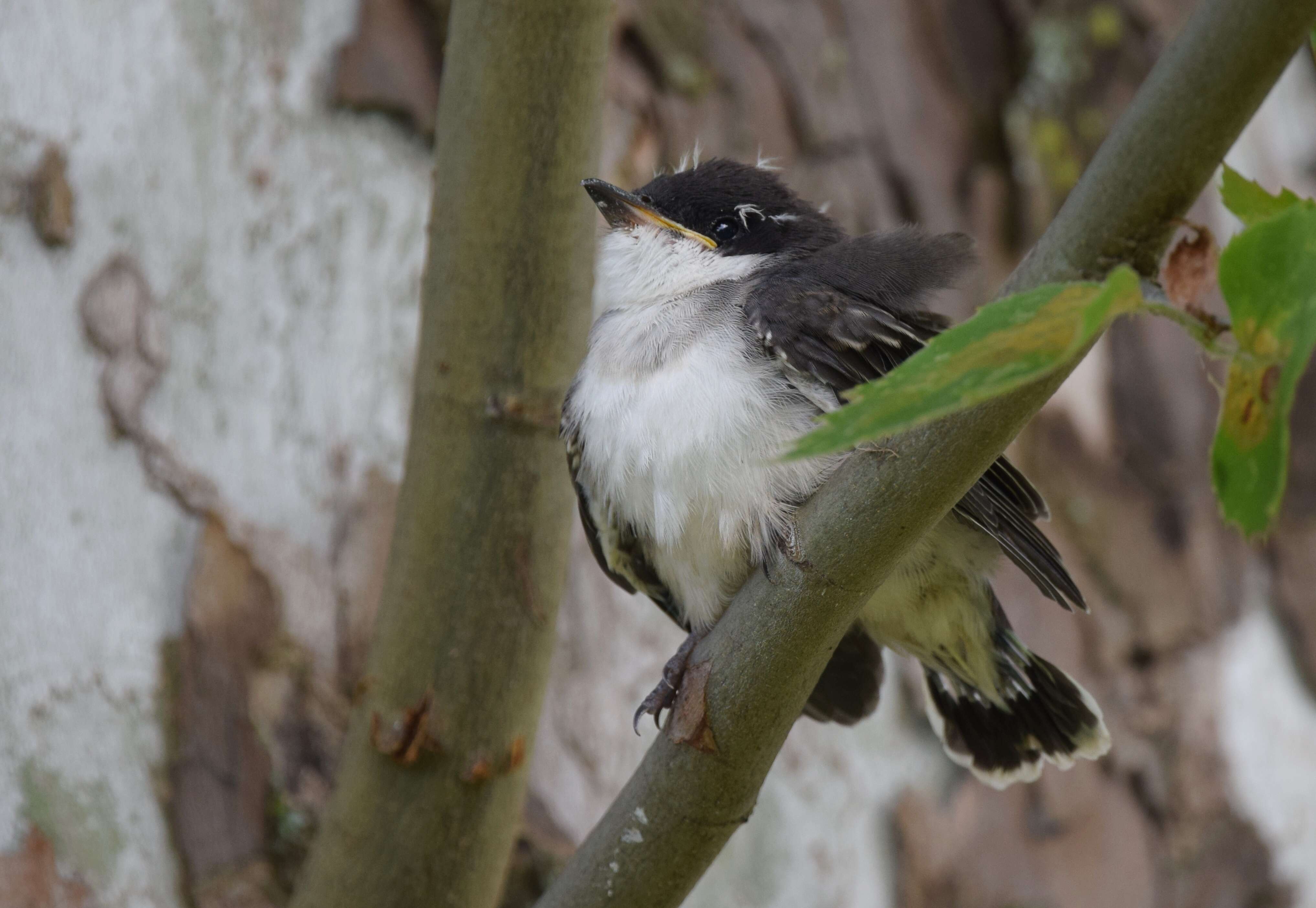 Image of Eastern Kingbird