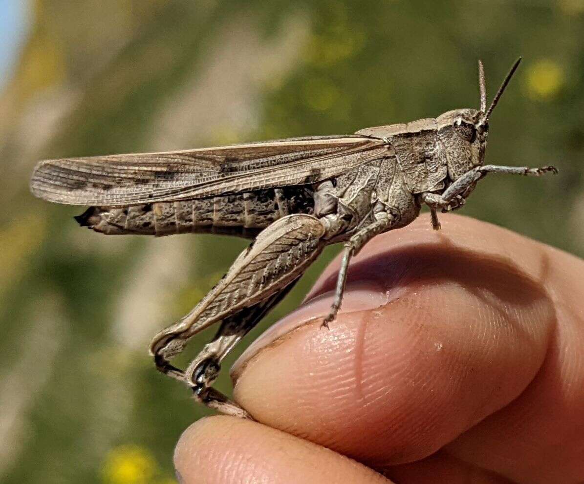 Chimarocephala elongata Rentz & D. C. F. 1977的圖片