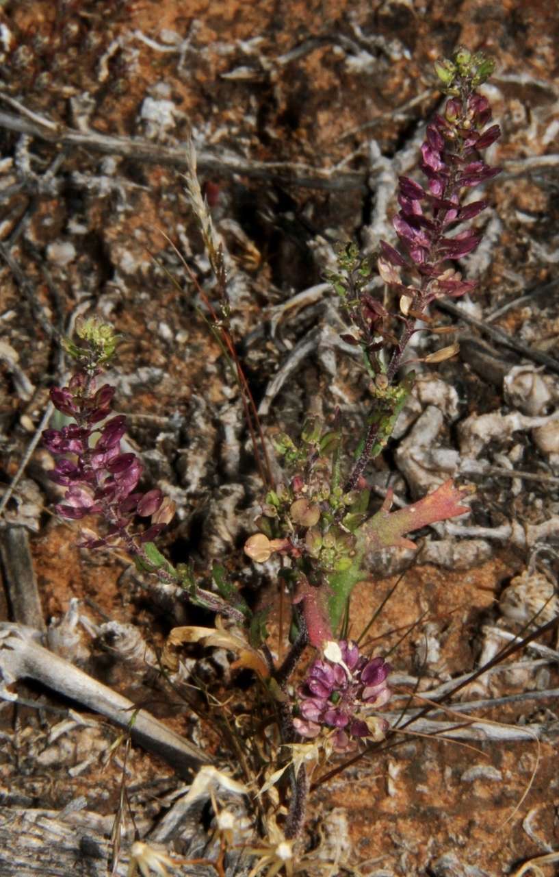 Sivun Lepidium papillosum F. Muell. kuva