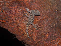 Image of Marbled Bow-fingered Gecko