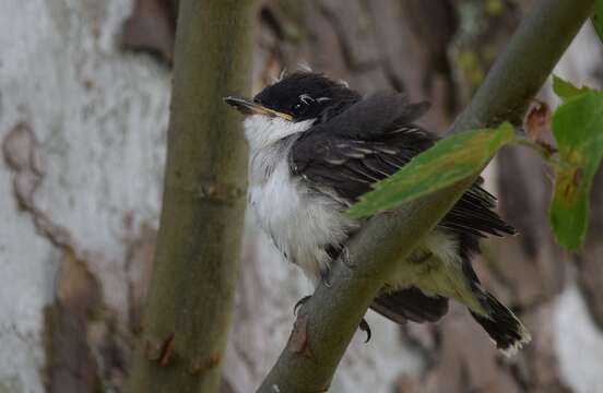 Image of Eastern Kingbird