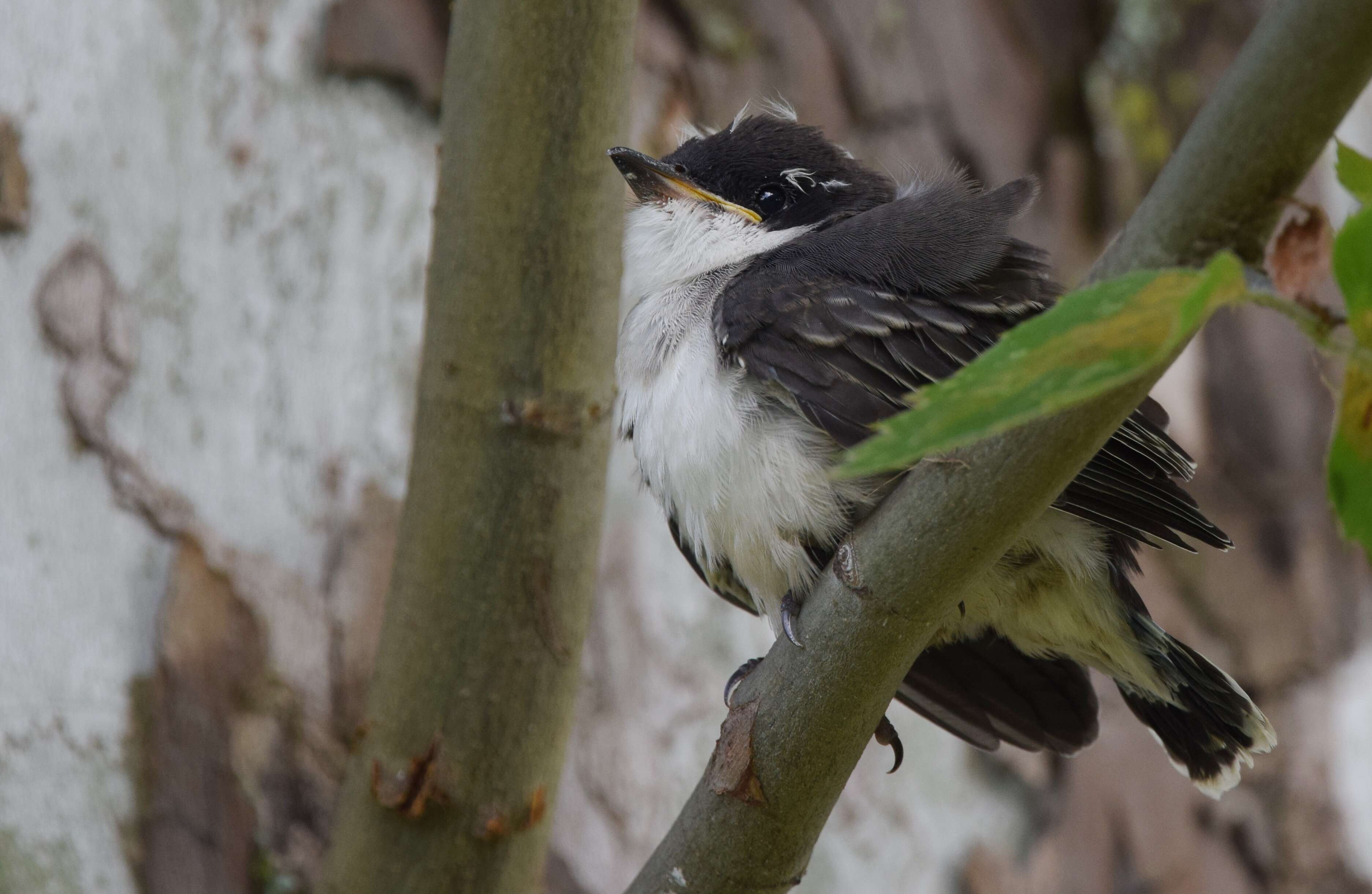 Image of Eastern Kingbird