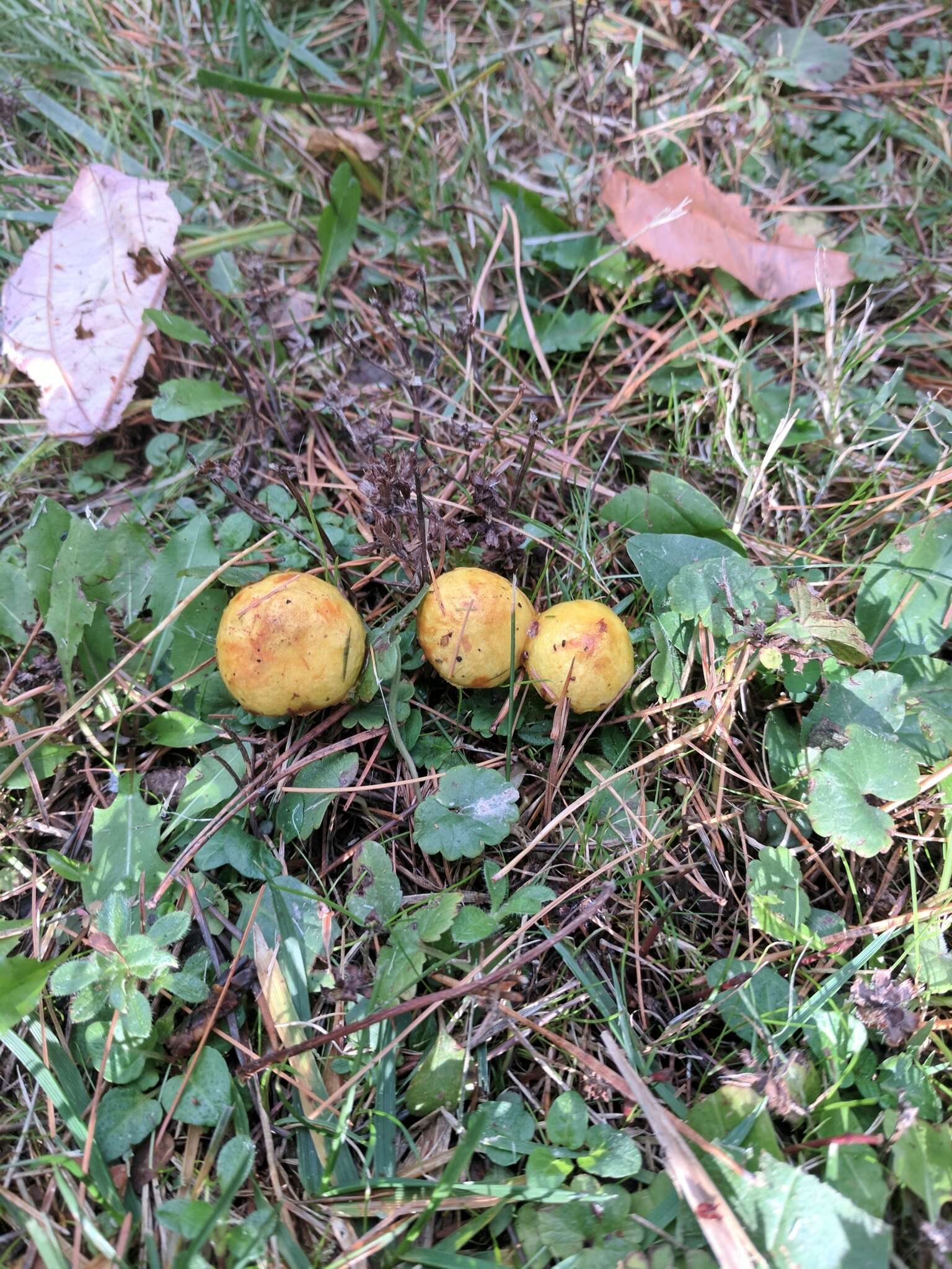 Image of Chicken Fat Mushroom