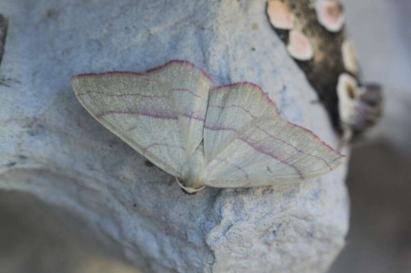 Image of Rhodostrophia vibicaria Clerck 1759