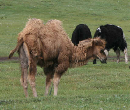 Image of Bactrian camel