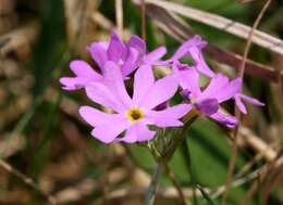 Plancia ëd Primula farinosa L.