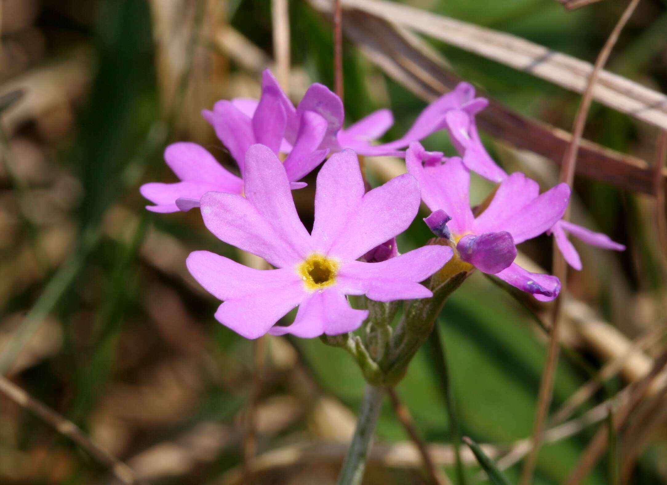 Plancia ëd Primula farinosa L.