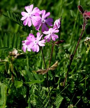 Plancia ëd Primula farinosa L.