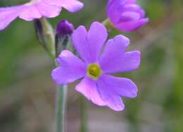 Plancia ëd Primula farinosa L.