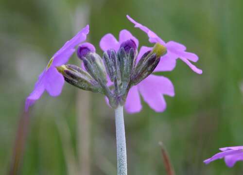 Plancia ëd Primula farinosa L.