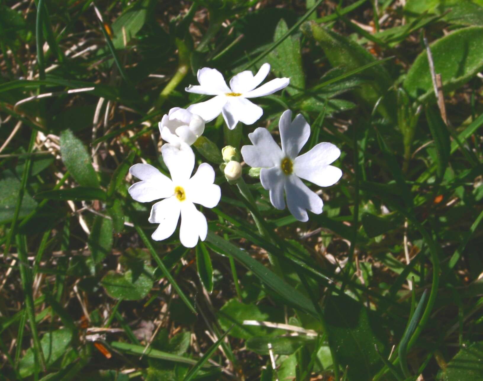 Plancia ëd Primula farinosa L.