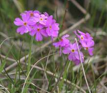 Plancia ëd Primula farinosa L.