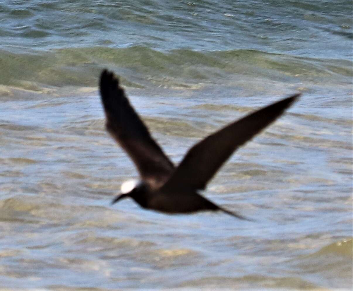 Image of Lesser Noddy