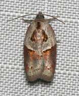 Image of Acleris maculidorsana Clemens 1864