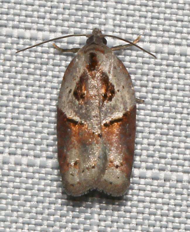 Image of Acleris maculidorsana Clemens 1864