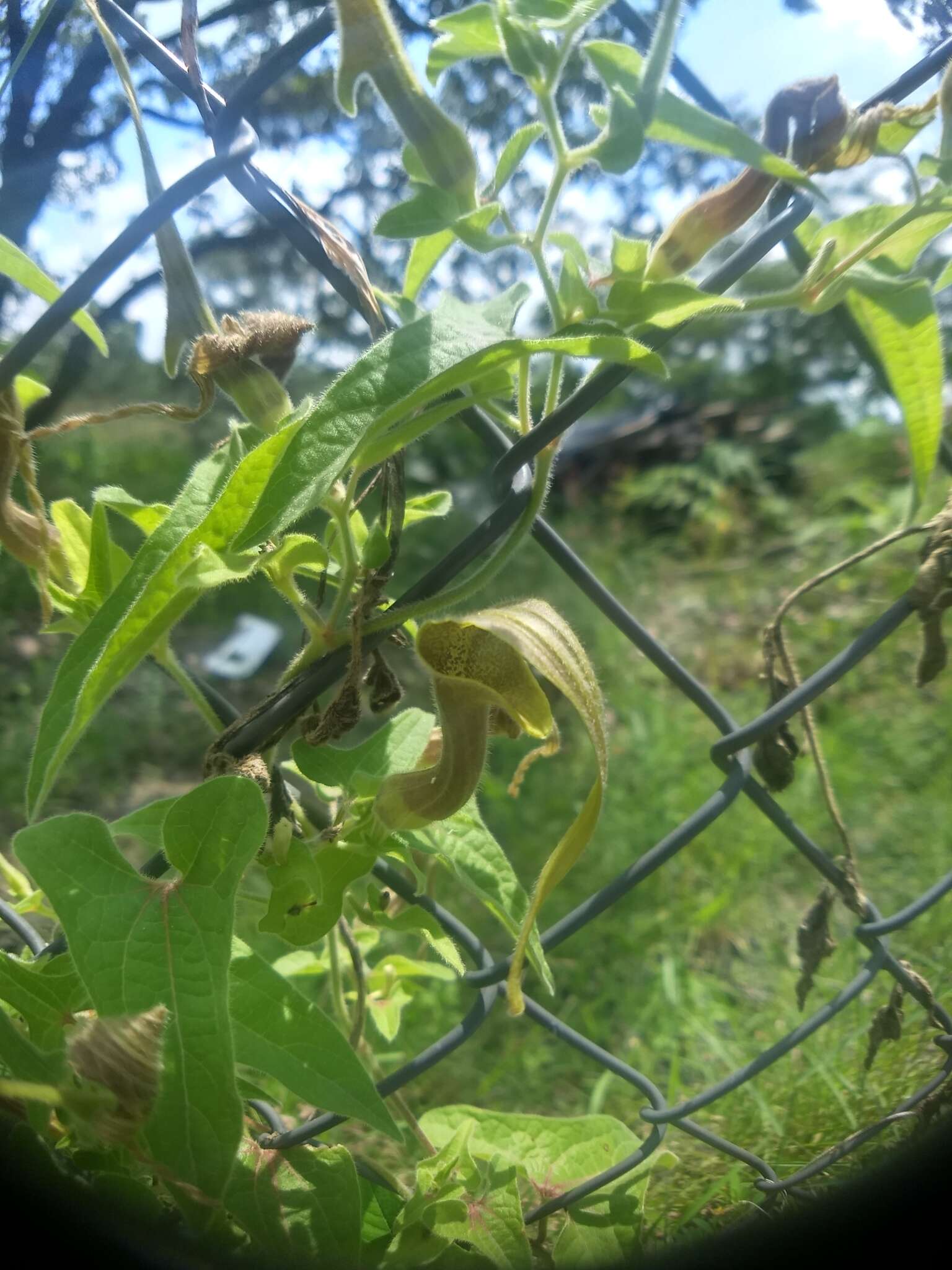 Image of Aristolochia pringlei Rose