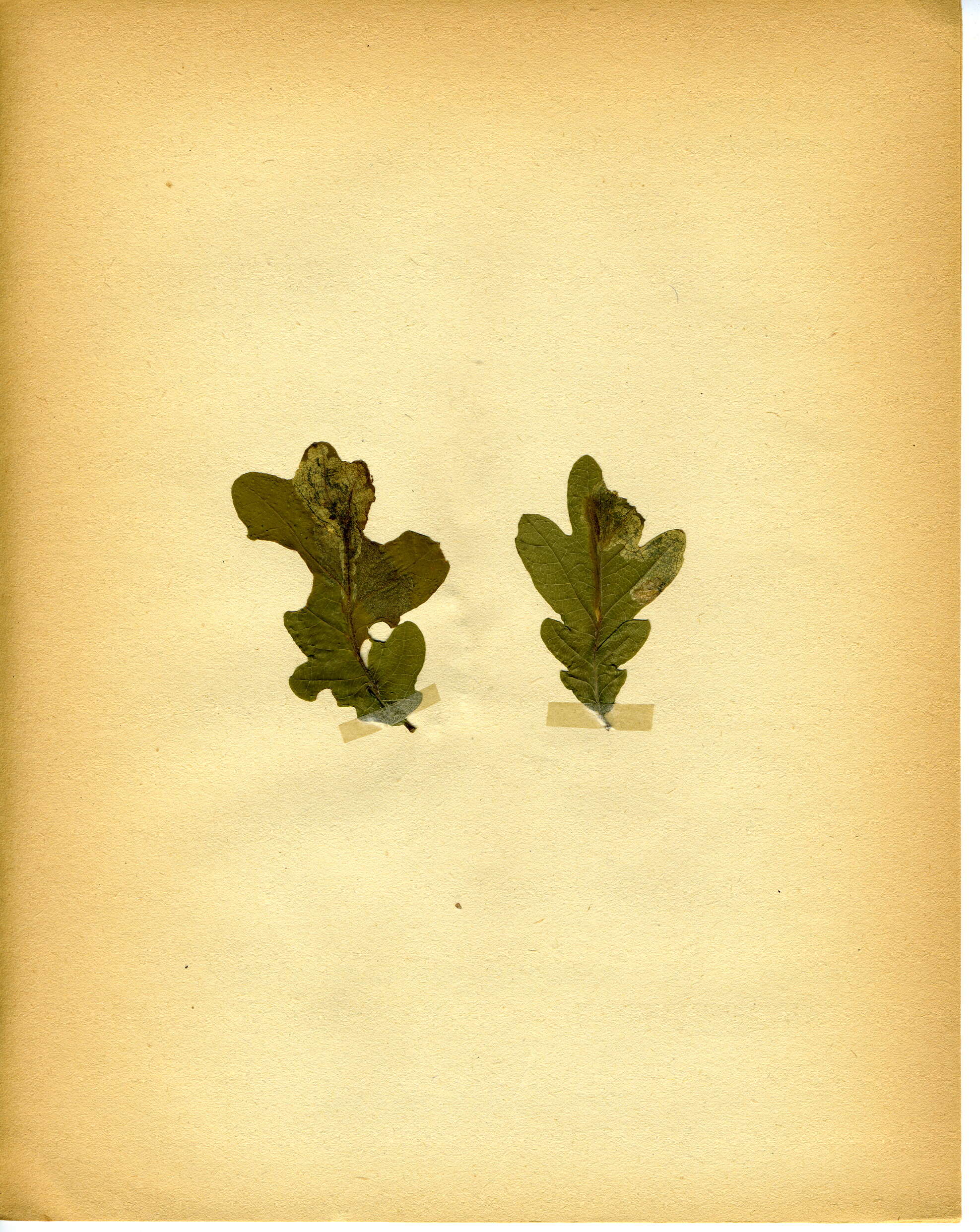 Image of Orchestes quercus (Linnaeus & C. 1758)