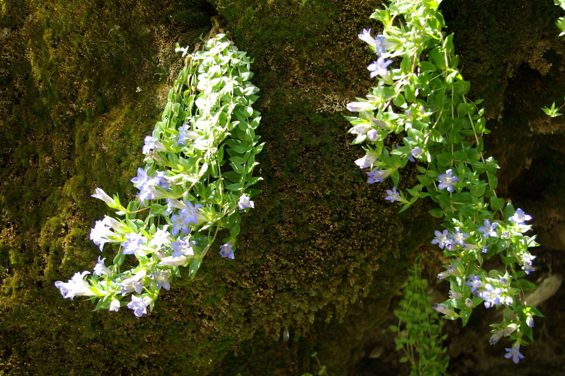 Image of Gentiana septemfida subsp. septemfida