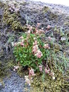 Image of Saxifraga maderensis D. Don