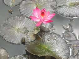 Image of Nymphaea rubra Roxb. ex Andr.