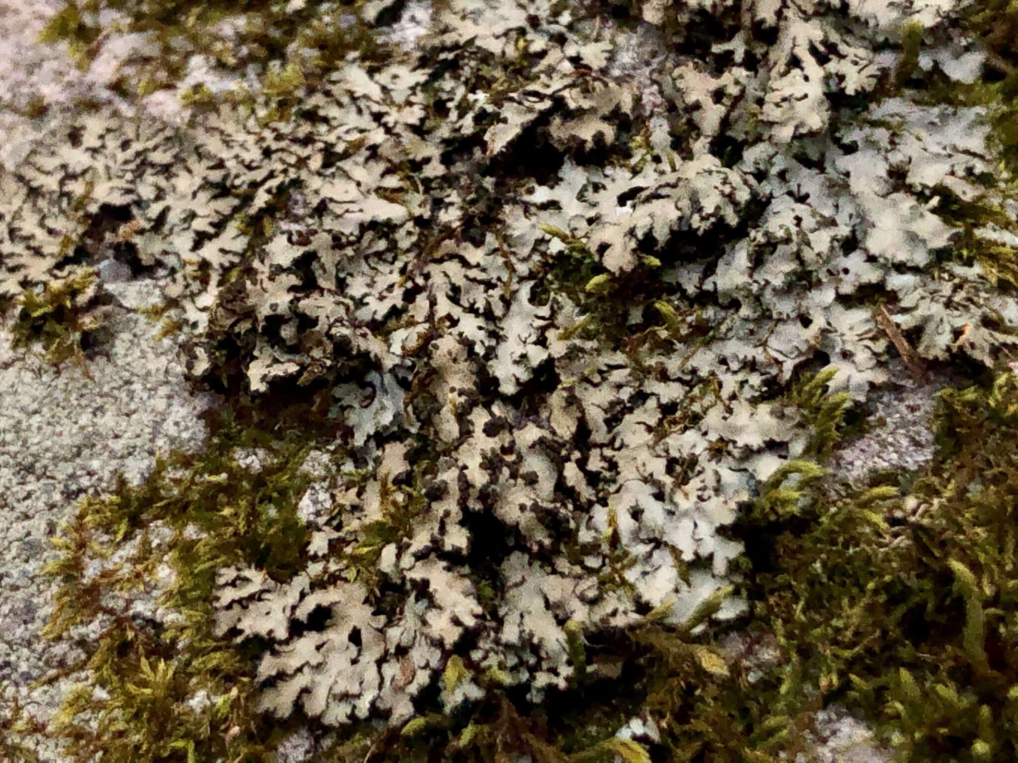 Image of wreath lichen