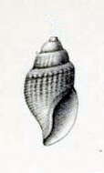 Image de Curtitoma trevelliana (W. Turton 1834)