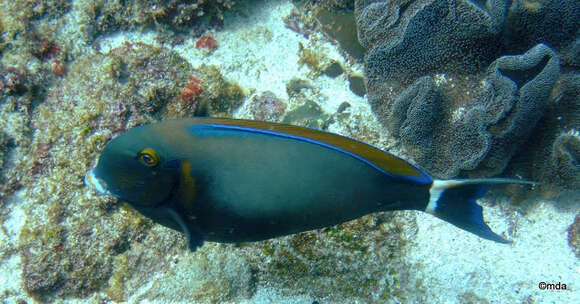 Image of Blackspot surgeonfish