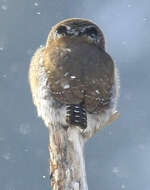 Image of Northern Pygmy Owl