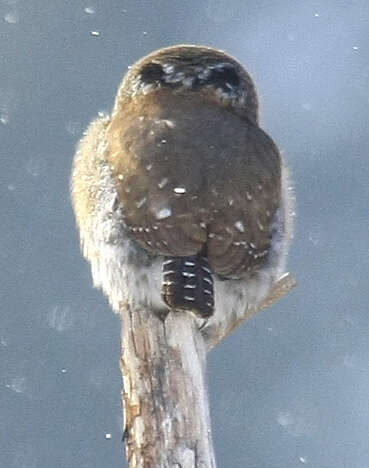 Image of Northern Pygmy Owl