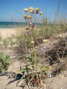 Image of Jurinea longifolia DC.