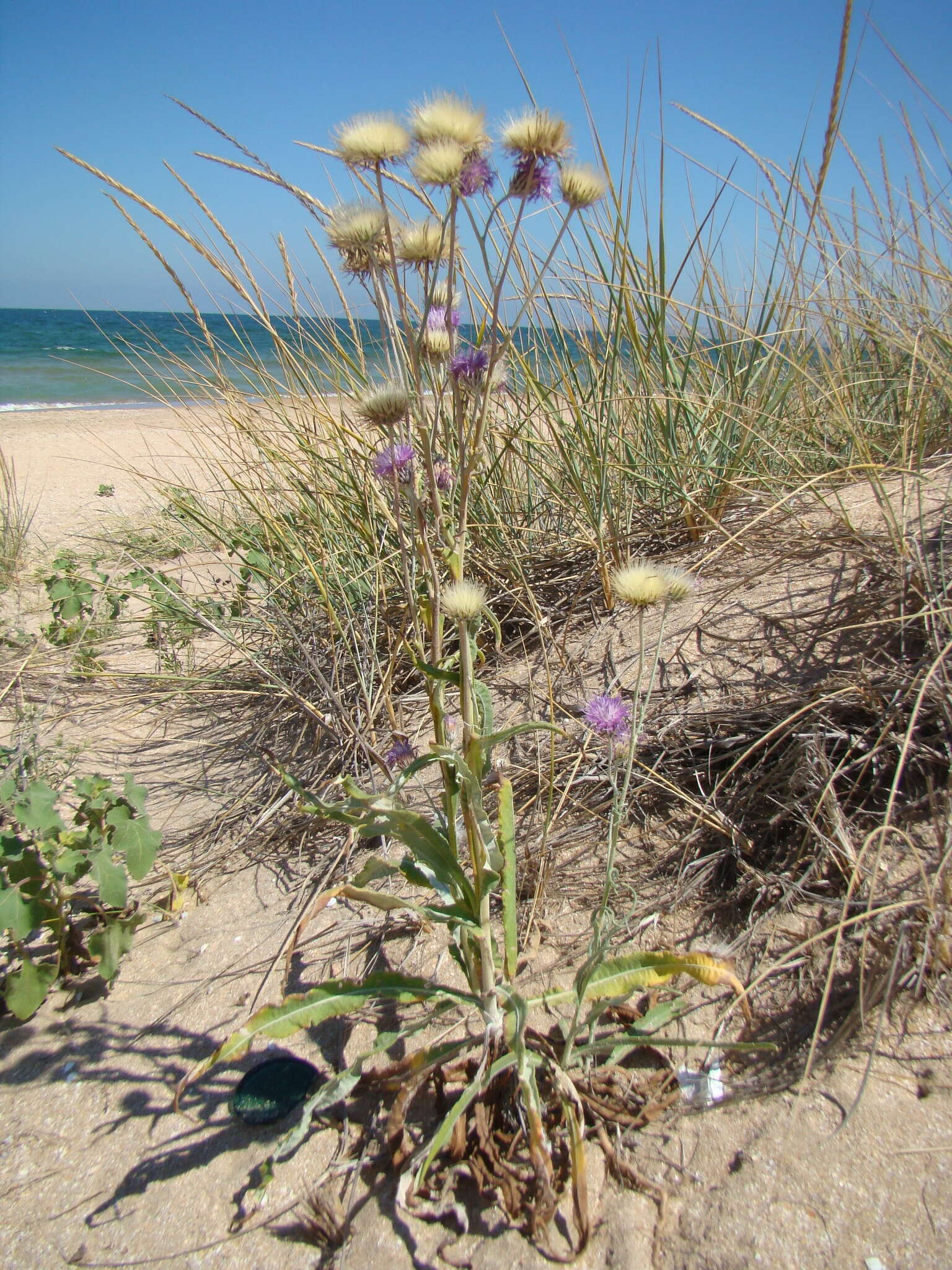 Imagem de Jurinea longifolia DC.