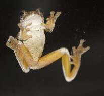 Litoria peronii (Tschudi 1838)的圖片