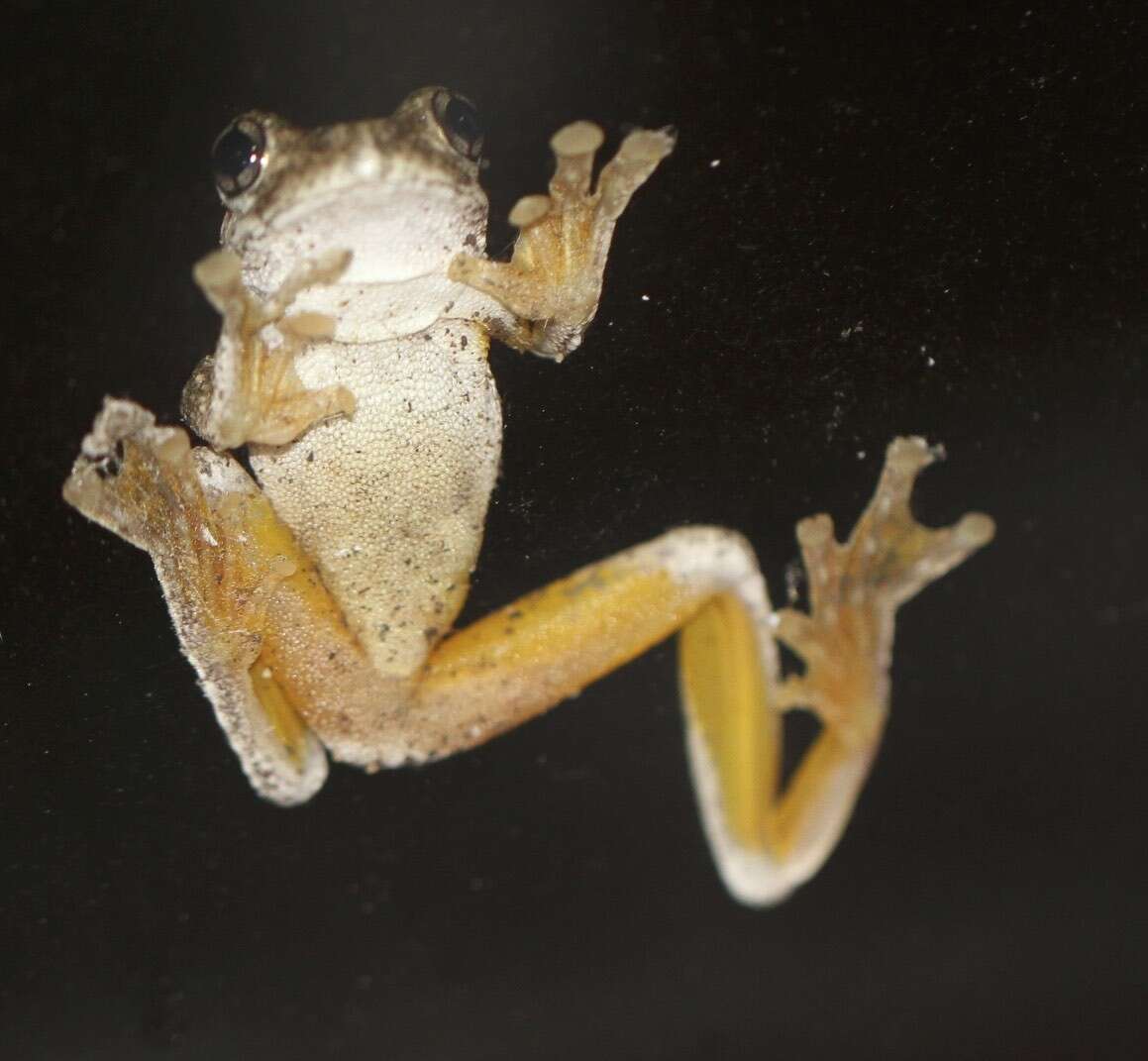 Litoria peronii (Tschudi 1838)的圖片