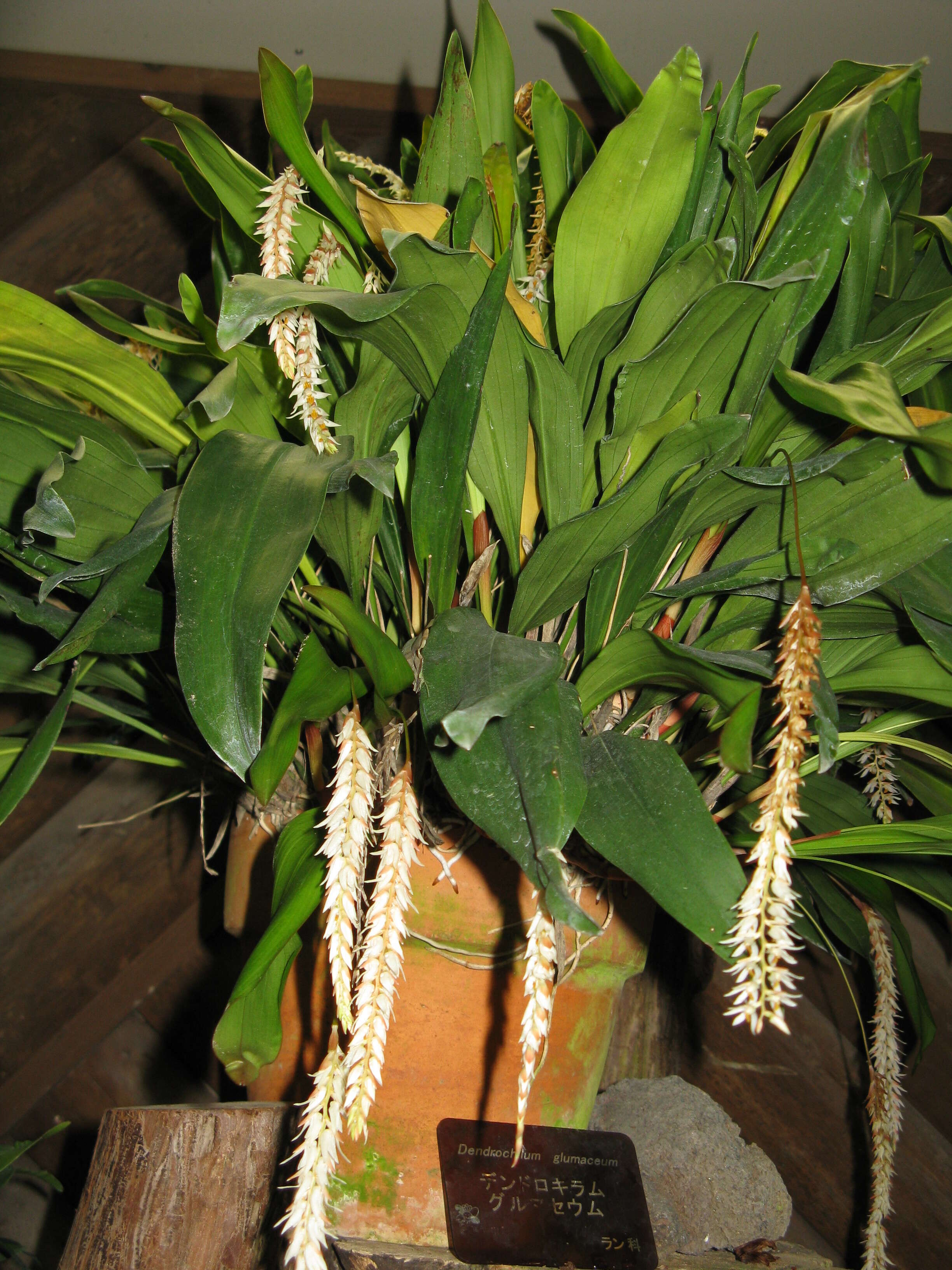 Image of Hay-scented orchid