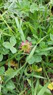 Imagem de Trifolium spumosum L.