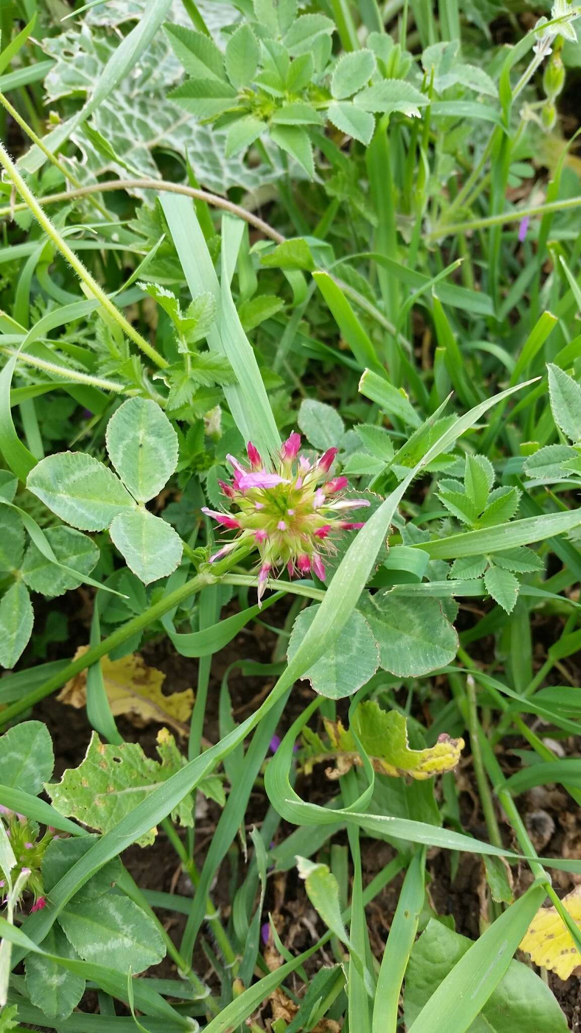 Image of Mediterranean clover